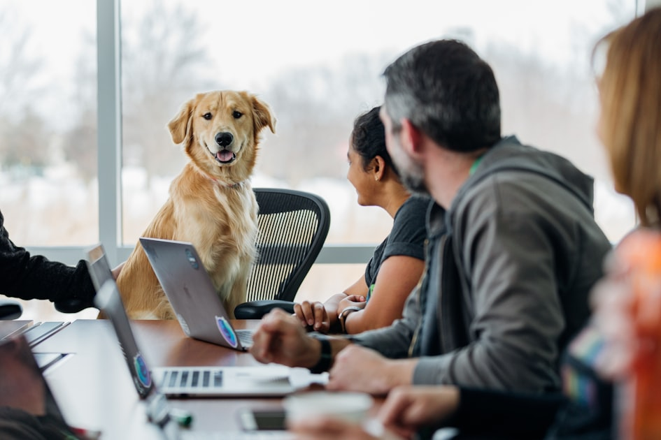 How to Register Your Dog