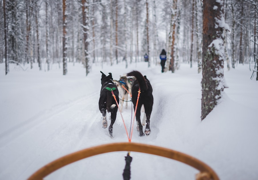 Tracking Your Dog’s Progress