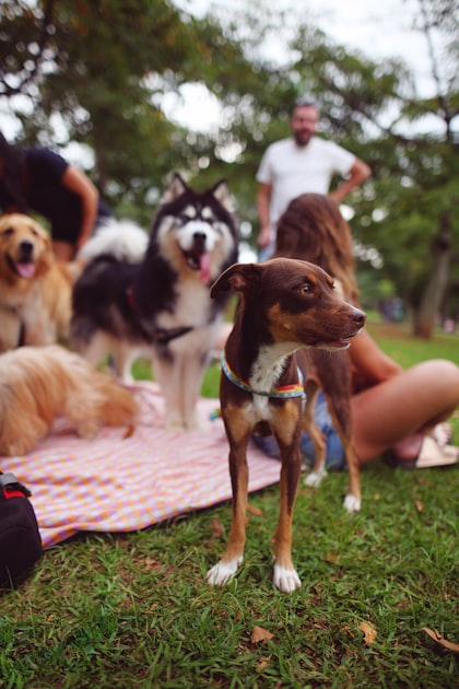 Dog Sports Rules Explained