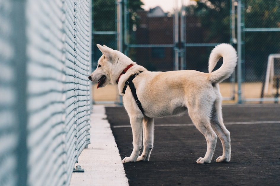 Upcoming Dog Events Calendar